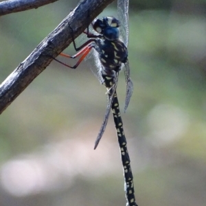 Austroaeschna multipunctata at Paddys River, ACT - 19 Feb 2019