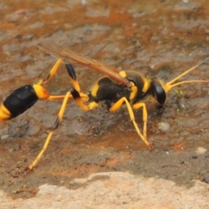 Sceliphron laetum at Banks, ACT - 16 Feb 2019 05:08 PM