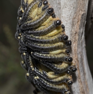 Perginae sp. (subfamily) at Cotter River, ACT - 21 Feb 2019 03:51 PM