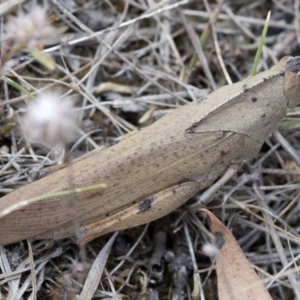 Goniaea carinata at Cotter River, ACT - 21 Feb 2019