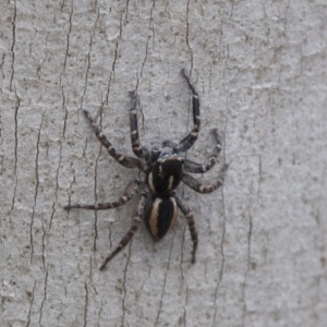 Jotus sp. (genus) at Cotter River, ACT - 21 Feb 2019