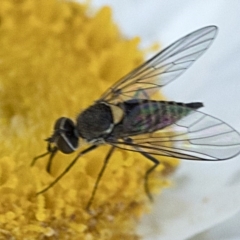 Australiphthiria hilaris (Slender Bee Fly) at Cotter River, ACT - 21 Feb 2019 by JudithRoach