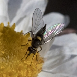 Australiphthiria hilaris at Cotter River, ACT - 21 Feb 2019