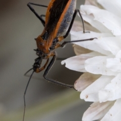 Gminatus australis (Orange assassin bug) at Cotter River, ACT - 21 Feb 2019 by JudithRoach