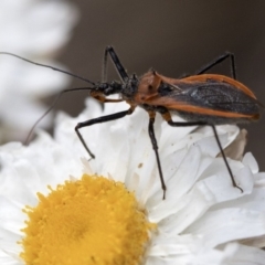 Gminatus australis at Cotter River, ACT - 21 Feb 2019