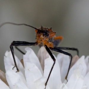 Gminatus australis at Cotter River, ACT - 21 Feb 2019