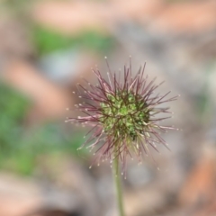 Acaena novae-zelandiae (Bidgee Widgee) at Wamboin, NSW - 7 Dec 2018 by natureguy