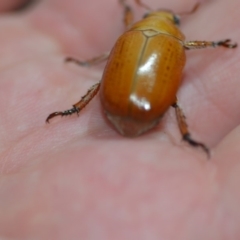 Anoplognathus sp. (genus) (Unidentified Christmas beetle) at Wamboin, NSW - 7 Dec 2018 by natureguy