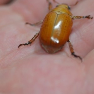 Anoplognathus sp. (genus) at Wamboin, NSW - 8 Dec 2018