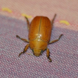 Anoplognathus sp. (genus) at Wamboin, NSW - 8 Dec 2018