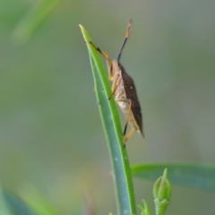 Poecilometis strigatus at Wamboin, NSW - 8 Dec 2018 10:34 AM