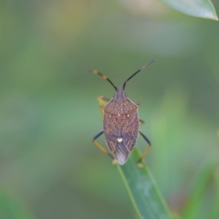 Poecilometis strigatus at Wamboin, NSW - 8 Dec 2018 10:34 AM