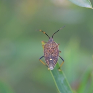 Poecilometis strigatus at Wamboin, NSW - 8 Dec 2018