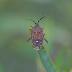 Poecilometis strigatus at Wamboin, NSW - 8 Dec 2018 10:34 AM