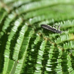 Rhinotia sp. (genus) at Wamboin, NSW - 8 Dec 2018