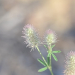Trifolium arvense var. arvense (Haresfoot Clover) at Wamboin, NSW - 8 Dec 2018 by natureguy