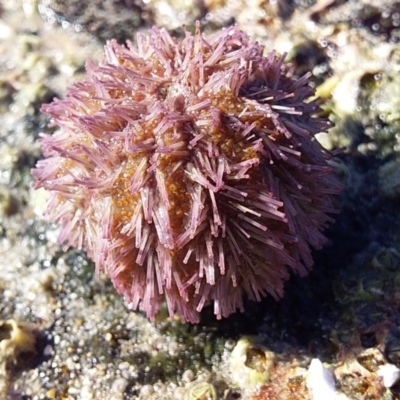 Holopneustes purpurascens (Sea Urchin) at Bawley Point, NSW - 20 Feb 2019 by GLemann