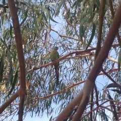 Polytelis swainsonii (Superb Parrot) at Ainslie, ACT - 30 Dec 2018 by JessGio