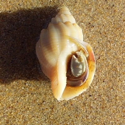 Unidentified Hermit Crab at Bawley Point, NSW - 20 Feb 2019 by GLemann