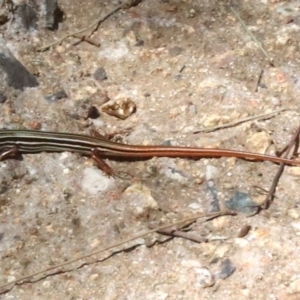 Ctenotus taeniolatus at Paddys River, ACT - 21 Feb 2019