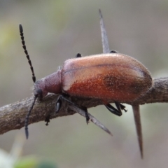 Ecnolagria grandis (Honeybrown beetle) at Rob Roy Range - 12 Jan 2019 by MichaelBedingfield
