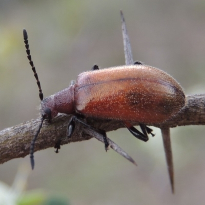 Ecnolagria grandis (Honeybrown beetle) at Conder, ACT - 12 Jan 2019 by michaelb