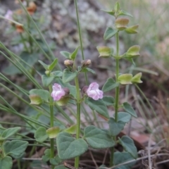 Scutellaria humilis (Dwarf Skullcap) at Conder, ACT - 12 Jan 2019 by MichaelBedingfield