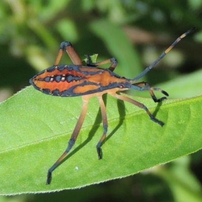 Amorbus sp. (genus) (Eucalyptus Tip bug) at Tharwa, ACT - 3 Feb 2019 by michaelb