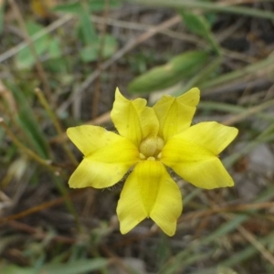 Goodenia pinnatifida at Acton, ACT - 21 Feb 2019