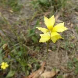 Goodenia pinnatifida at Acton, ACT - 21 Feb 2019