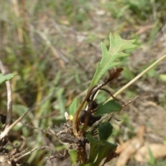 Goodenia pinnatifida at Acton, ACT - 21 Feb 2019