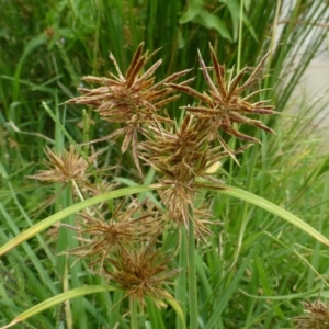 Cyperus congestus at Acton, ACT - 21 Feb 2019