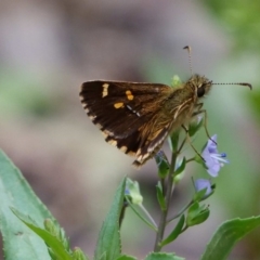 Anisynta monticolae (Montane grass-skipper) at Cotter River, ACT - 21 Jan 2019 by DPRees125