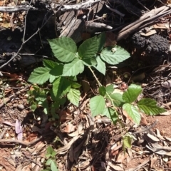 Rubus anglocandicans (Blackberry) at Ainslie, ACT - 16 Dec 2018 by JessGio