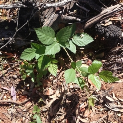 Rubus anglocandicans (Blackberry) at Ainslie, ACT - 17 Dec 2018 by JessGio