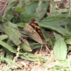 Junonia villida at Paddys River, ACT - 21 Feb 2019