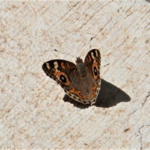 Junonia villida at Paddys River, ACT - 21 Feb 2019