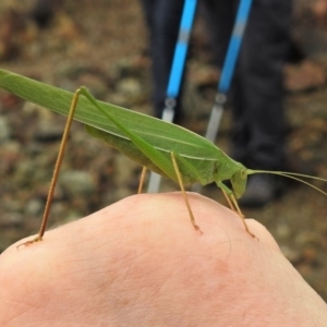 Polichne sp. (genus) at Paddys River, ACT - 22 Feb 2019