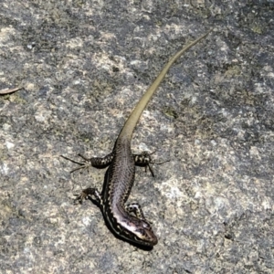 Eulamprus heatwolei at Paddys River, ACT - 9 Feb 2019 01:24 PM