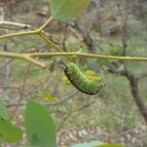 Doratifera quadriguttata and casta at O'Malley, ACT - 22 Feb 2015 10:53 AM