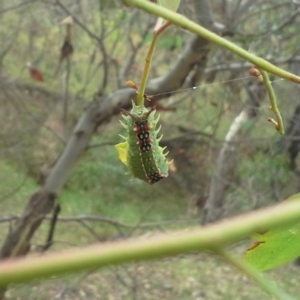 Doratifera quadriguttata and casta at O'Malley, ACT - 22 Feb 2015