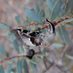 Pinara undescribed species near divisa at Dunlop, ACT - 22 Feb 2019 07:41 AM