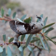 Pinara undescribed species near divisa at Dunlop, ACT - 22 Feb 2019 07:41 AM