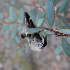 Pinara undescribed species near divisa at Dunlop, ACT - 22 Feb 2019 07:41 AM