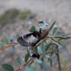 Pinara undescribed species near divisa at Dunlop, ACT - 22 Feb 2019