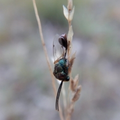 Eucharitidae (family) at Cook, ACT - 23 Feb 2019