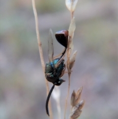 Eucharitidae (family) at Cook, ACT - 23 Feb 2019