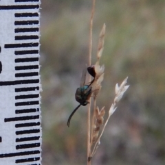 Eucharitidae (family) at Cook, ACT - 23 Feb 2019