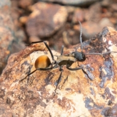 Polyrhachis ammon (Golden-spined Ant, Golden Ant) at Bullen Range - 21 Feb 2019 by SWishart