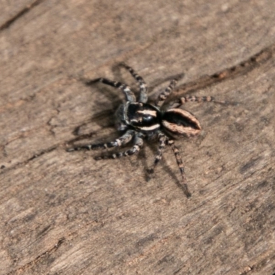 Jotus frosti (Frost's jumping spider) at Cotter River, ACT - 19 Feb 2019 by SWishart